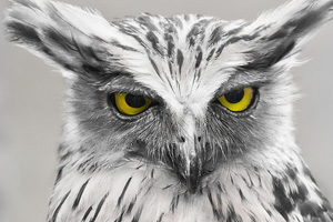 Owl Image